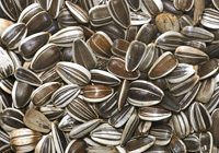Sunflower seed striped